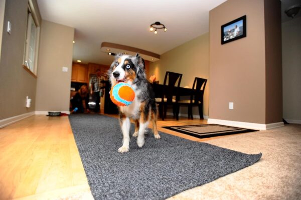 Indoor Fetch Ball Dog Toy - Image 4