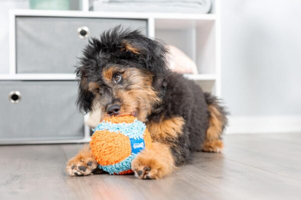 Indoor Fetch Ball Dog Toy - Image 2