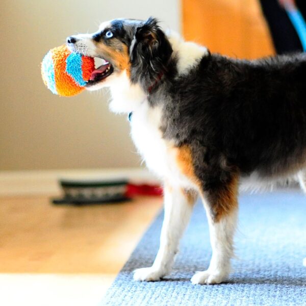 Indoor Fetch Ball Dog Toy - Image 5